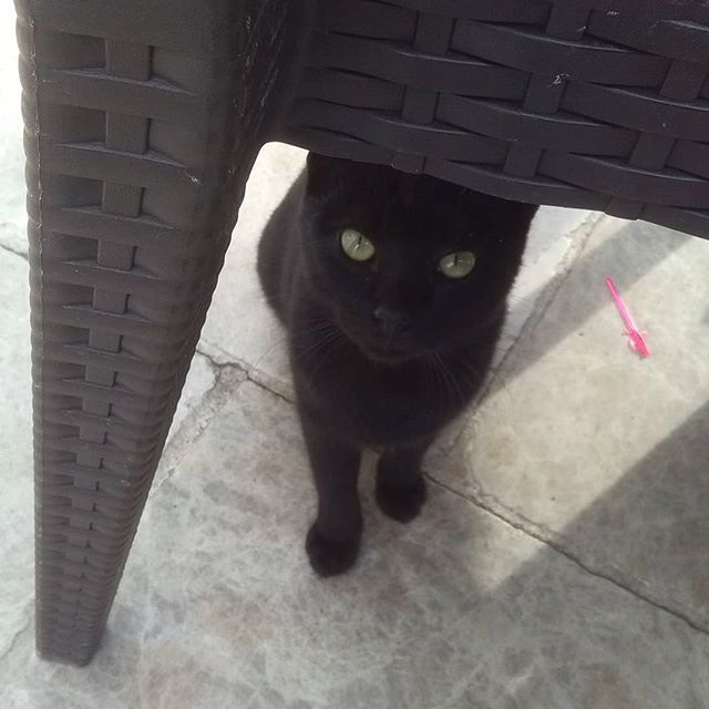 FurlingtonPost's tweet photo. Every bite you take,  I'll be watching you 😼 
#thedailycrumpet #catsofbodrum  #catsofinstagram #catsofturkey #blackcat #blackcatsrule #catgram #instacat #dailycat #siyahkedi #gata #gato #chatnoir  #katze #kot #neko #kittycat #blackcatsofinstagram #me… https://t.co/N8uN8FA6hc https://t.co/aN4x263FE1