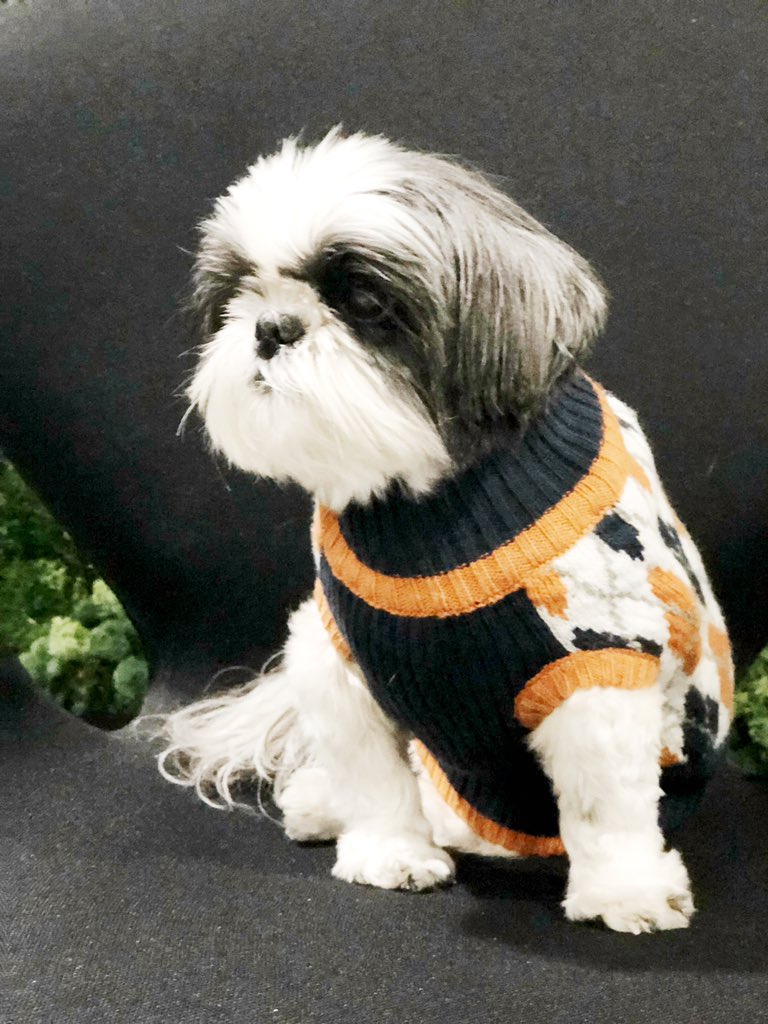 m3tapod's tweet photo. She is my heart, my light, my beautiful Zen baby.  And she effervesces something divine.  Together we speak a secret language. The love of a #dog is unlike any other -- so pure and wonderful!

Happy 15th Birthday, Sookie 🥳💫
Radiant Soul, You Are ♥️

#Quinceañera https://t.co/1v7M8zDKbN