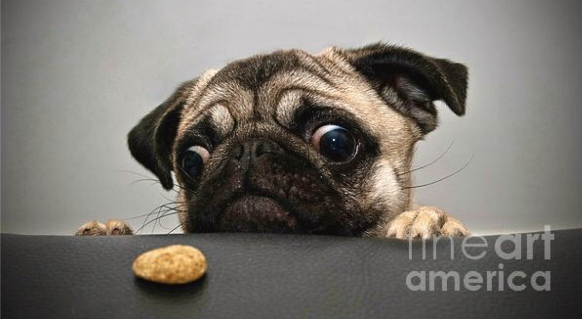 EliteBrandsCo's tweet photo. “Pugsley the Pug” 📸 #EBCo
#PhotographyIsArt #Photoshoot #Photography #PhotoOfTheDay #PoTD #Pugsley #Pug #PugsOfTwitter #PugsOfInstagram #PugsOfFacebook #RescueDog #Influencer #Treats #DogsOfInstagram #Dogs #Puppys #BrandAmbassador #Hollywood
Copyright © #EliteBrandsCo 👀 https://t.co/a0LnqKErq3
