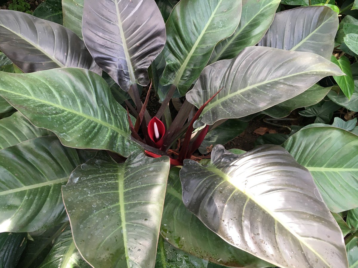 TheTorontoZoo's tweet photo. The new foliage of this plant has the burgundy color but as the leaf ages, it will transition to dark green. 

This species of plant is currently in our Greenhouse, but it will be making its home in the Americas Pavilion soon! #ZooHorticulture 🌼 https://t.co/NY8CKBJaka