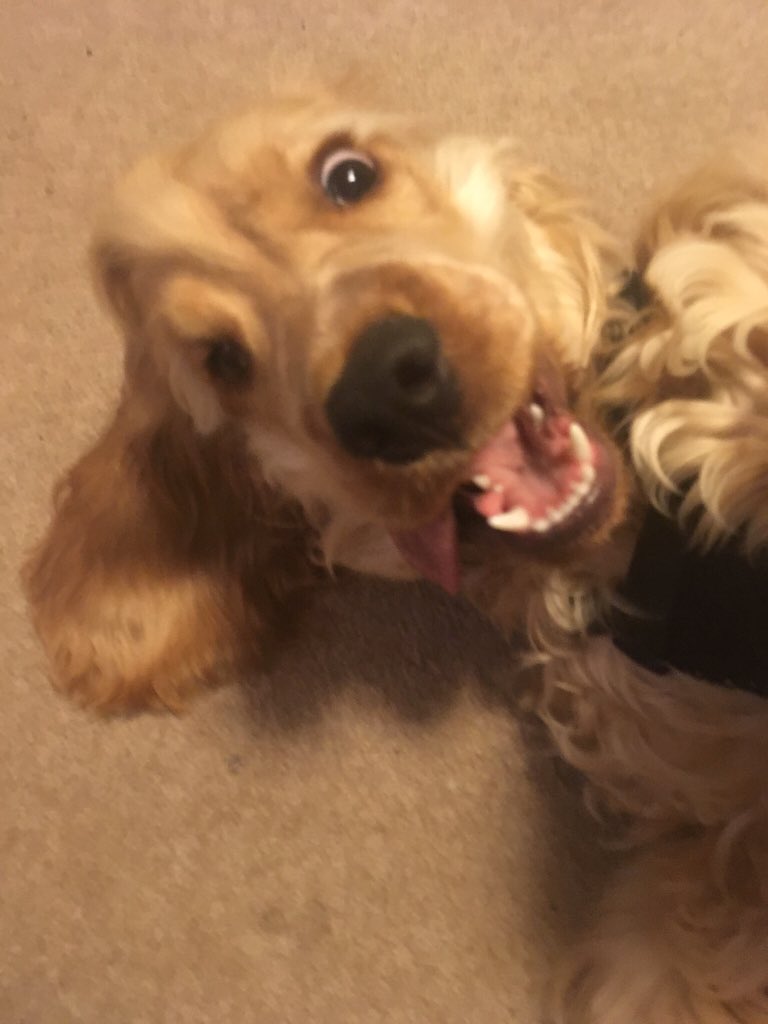 ElliotD17374457's tweet photo. Hello Twitter I am elliot https://t.co/isD1OsTO9h