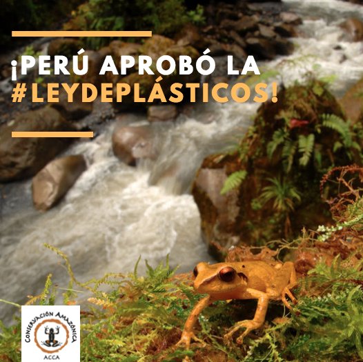amazonacca's tweet photo. ¡Perú se une a la lucha mundial contra la contaminación por plásticos y aprueba la #LeyDePlásticos de un solo uso, un paso clave para la conservación de nuestro planeta!🌎 🌿🐸 ▶︎ https://t.co/tT9H5bK6TL https://t.co/vadECv52KL