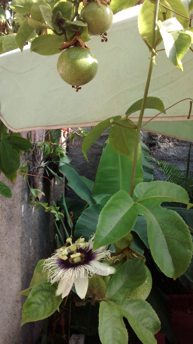 casaliberty's tweet photo. Maracuyá Flowewr and Fruits. So good!
https://t.co/dsvhMbjN9U https://t.co/nVPQIov3Bs