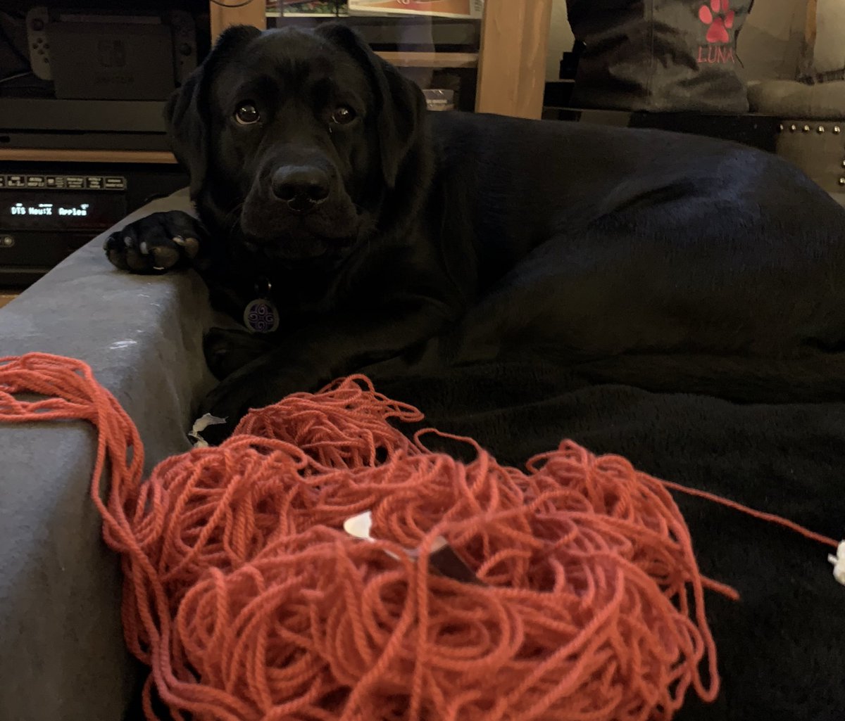 gonecrafting's tweet photo. Luna was busy while I was on a conference call. Pulled out every skein of yarn from my project bin.  🤨🙄 So, FWIW, @StylecraftYarn is #LunaApproved. 😂 https://t.co/Lz1Cdz96QR