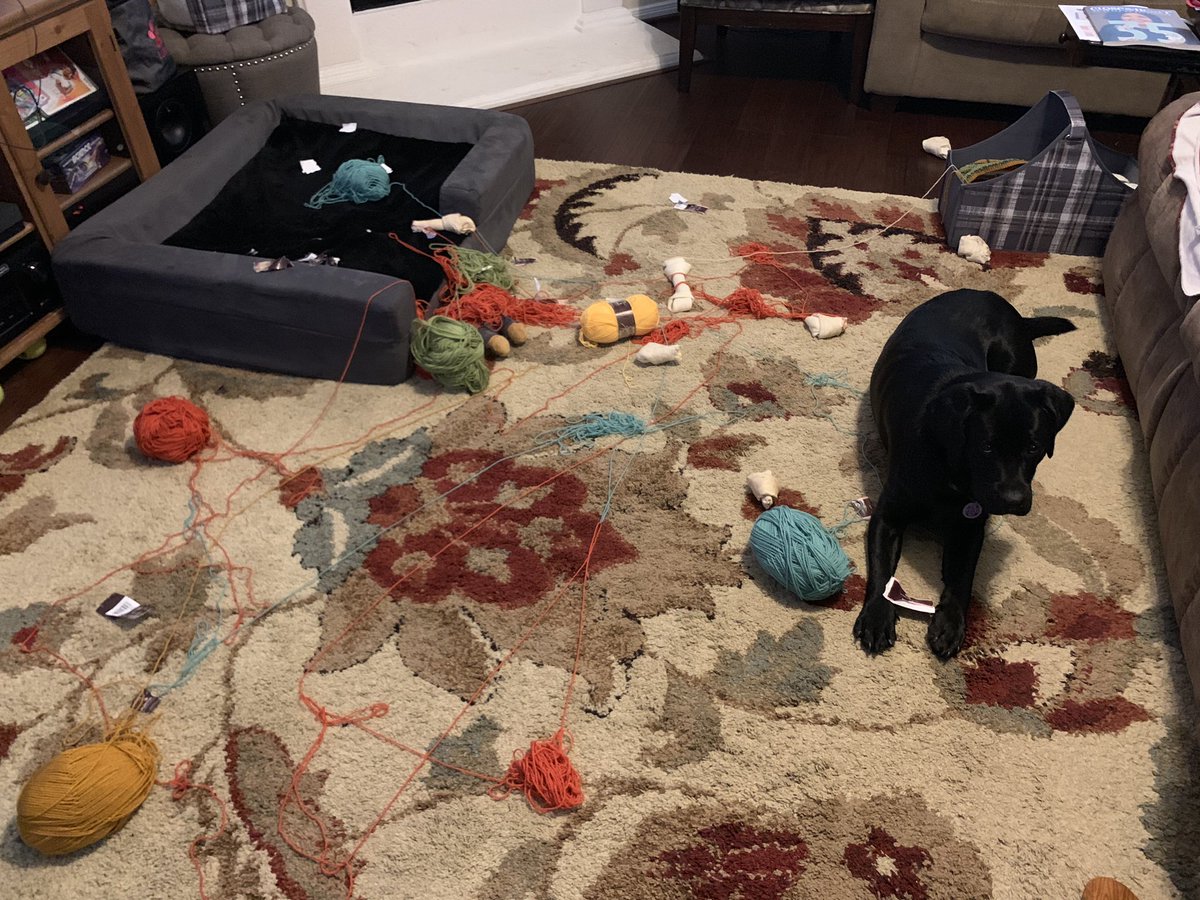 gonecrafting's tweet photo. Luna was busy while I was on a conference call. Pulled out every skein of yarn from my project bin.  🤨🙄 So, FWIW, @StylecraftYarn is #LunaApproved. 😂 https://t.co/Lz1Cdz96QR
