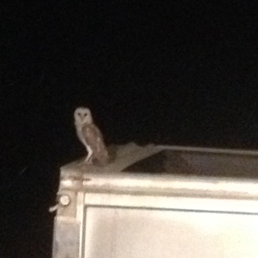 When everyone else goes home, you're still being watched. Sat there all night. #harvesthelpers