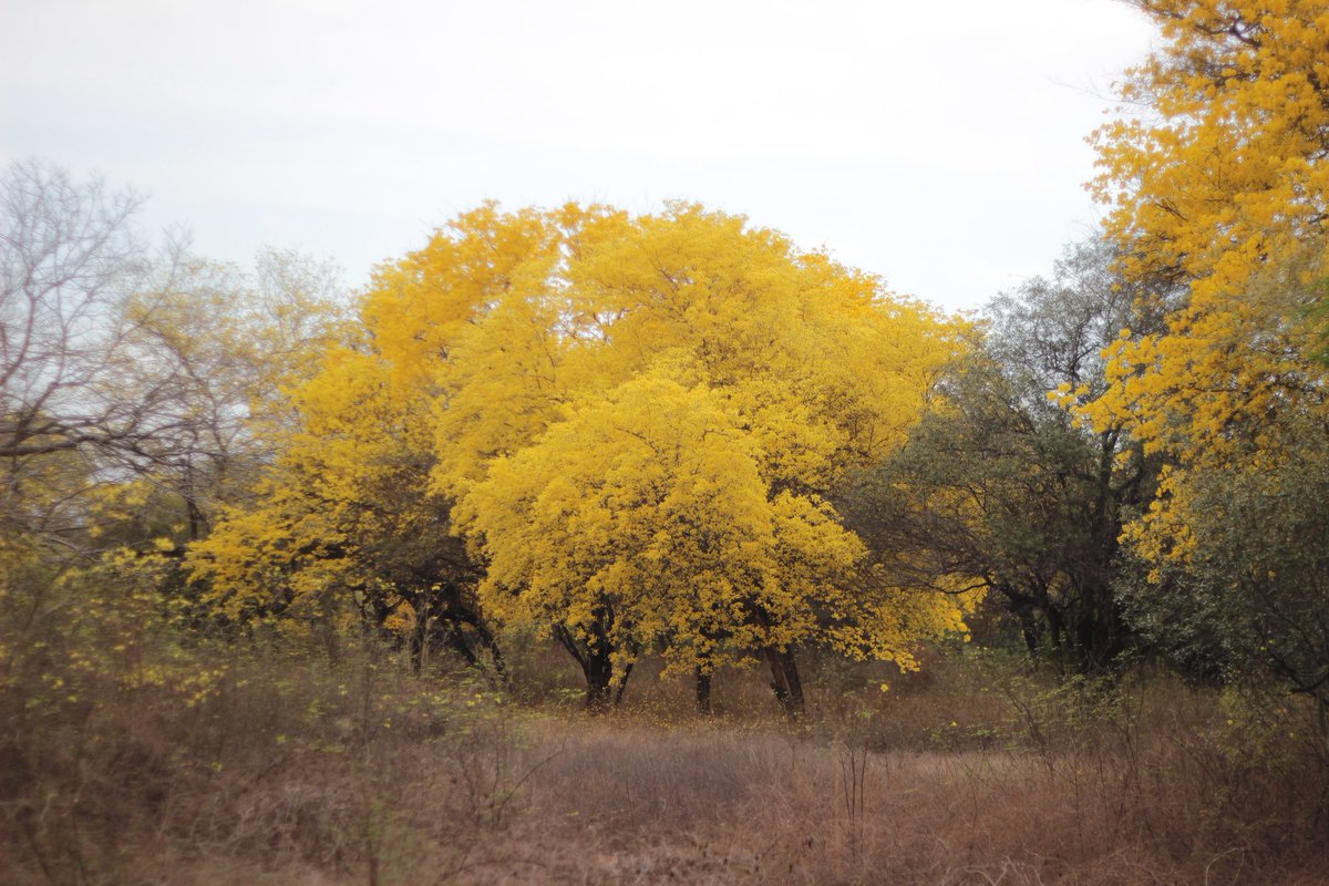 Un #TBT amarillo para recordar la temporada de floración de los Curarires y el hermoso panorama de nuestro Jardín por aquellos días.
.
.
#JardínBotánicoMcbo #Jardín #Maracaibo #Curarires #Maracaibo