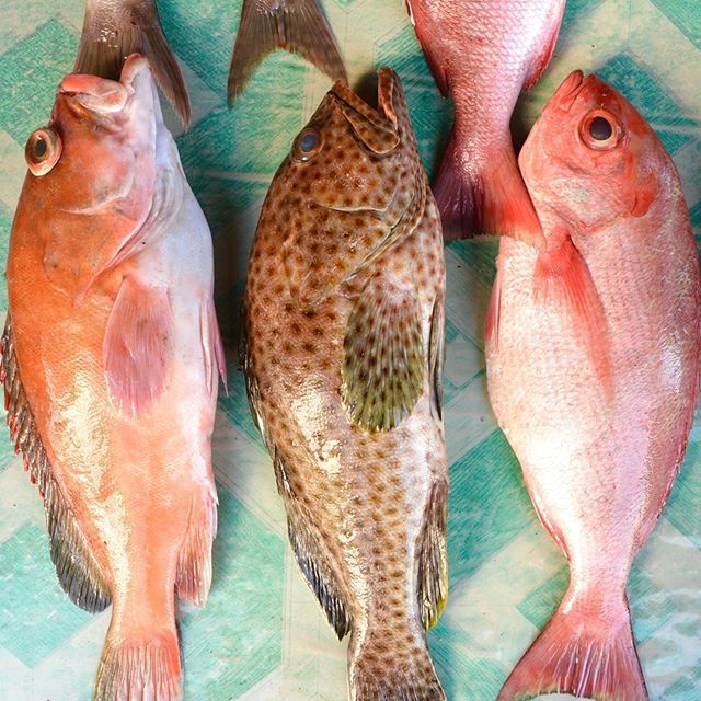 aliyahbrody's tweet photo. A Chinese #proverb for #ThursdayThoughts: Give a man a fish &amp; you feed him for a day. Teach a man to fish &amp; you feed him for a lifetime. 
🐠 
When someone asks us to help them with something, it's often fastest &amp; easiest for us to just do the task... https://t.co/iewFSc8Zif https://t.co/PzvOJ0wFUf