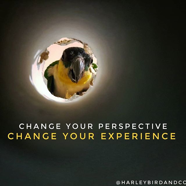 HarleybirdC's tweet photo. How have you viewed the week that has been?
·
·
#positiveparrots #mentalstrength #mentalwellness #mentalhealth #motivation #wellness #liveyourbestlife #surroundyourselfwithyourhappyplace #parrotsofinstagram #animalsofinsta #beautifulplaces #grit #resilience #motivational #makeith https://t.co/HPAocmOh1r