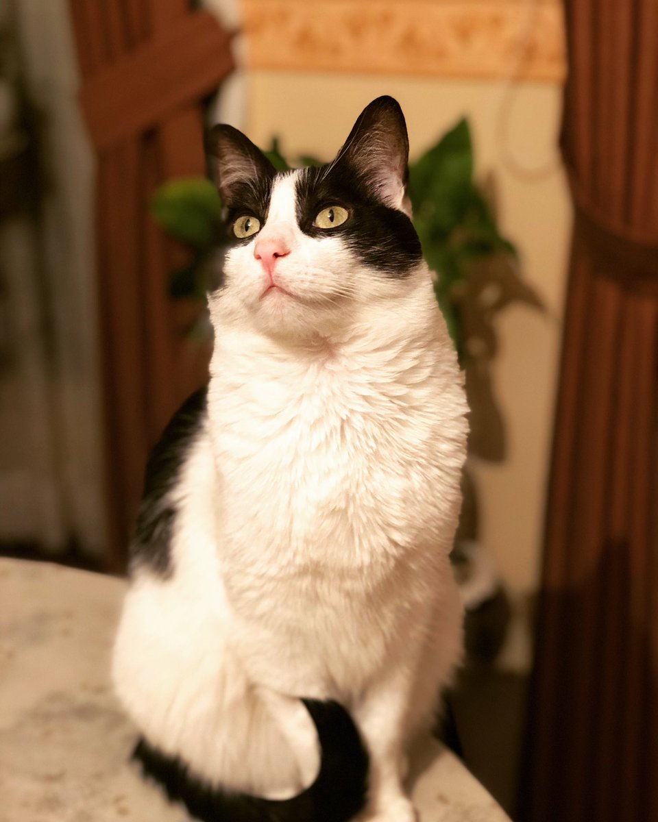 _Clu_'s tweet image. Este guapito es el #AmorDeMiVida 😻Se llama #Inti alias el gordito! 🖤🖤🖤 #Miaumorcito