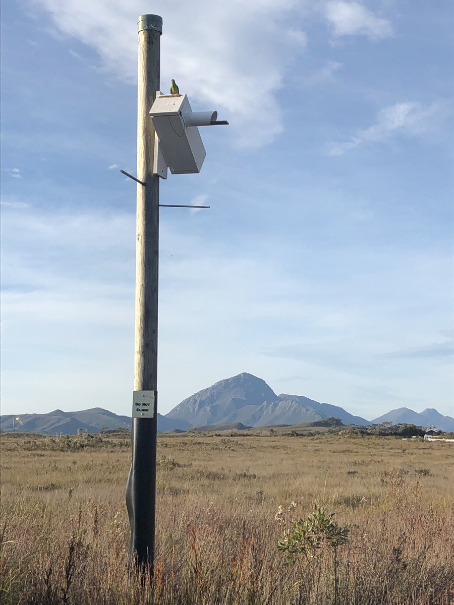 teamswiftparrot's tweet photo. Back from #operationobp & breeding is underway by orange-bellied #parrots - also weβve been looking at food regeneration post ecological burn π¦π₯πΌπ΄ https://t.co/tC1j6BYKdn