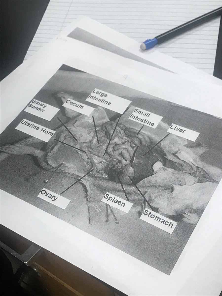 It was rewarding for our CVUSD EL Dept. to witness the level of student engagement at CV High! #GoArabs #CVUSDLearns