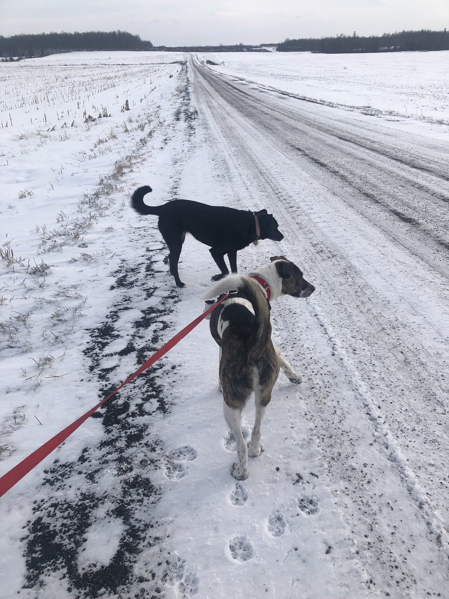 stblfoundations's tweet photo. Day # 6 I went for a walk with my sister Jessie, cuddled on the couch and when my dad wasn’t looking we snuck a cookie!  #DaisyMae #therapydogintraining #mutt #rescuedog https://t.co/OlTBfZhzqj