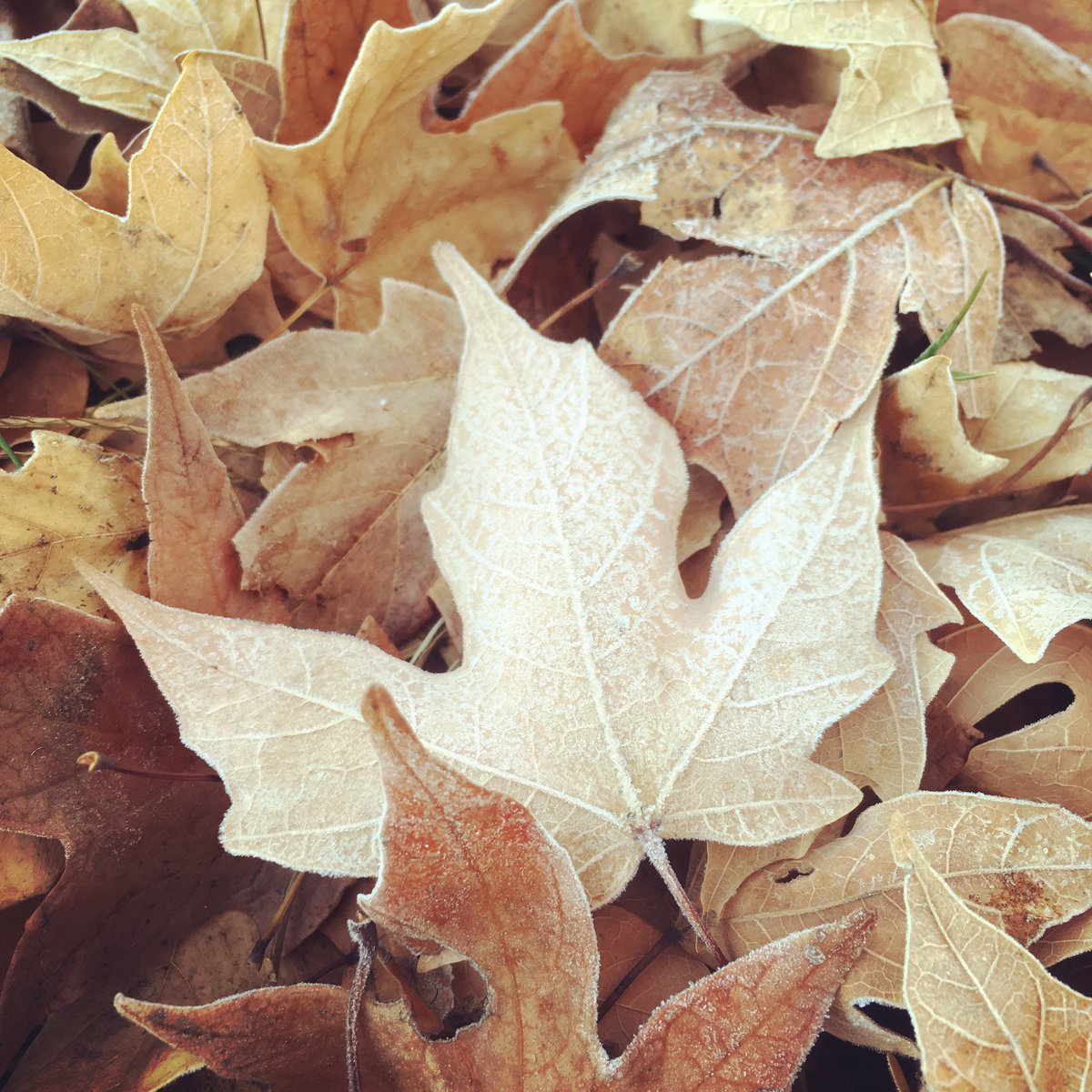 amyecongdon's tweet image. It is change and pain
that illuminate your lines
and reveal your truth. 
#haiku #socialmediapoet #lessonsfromnature