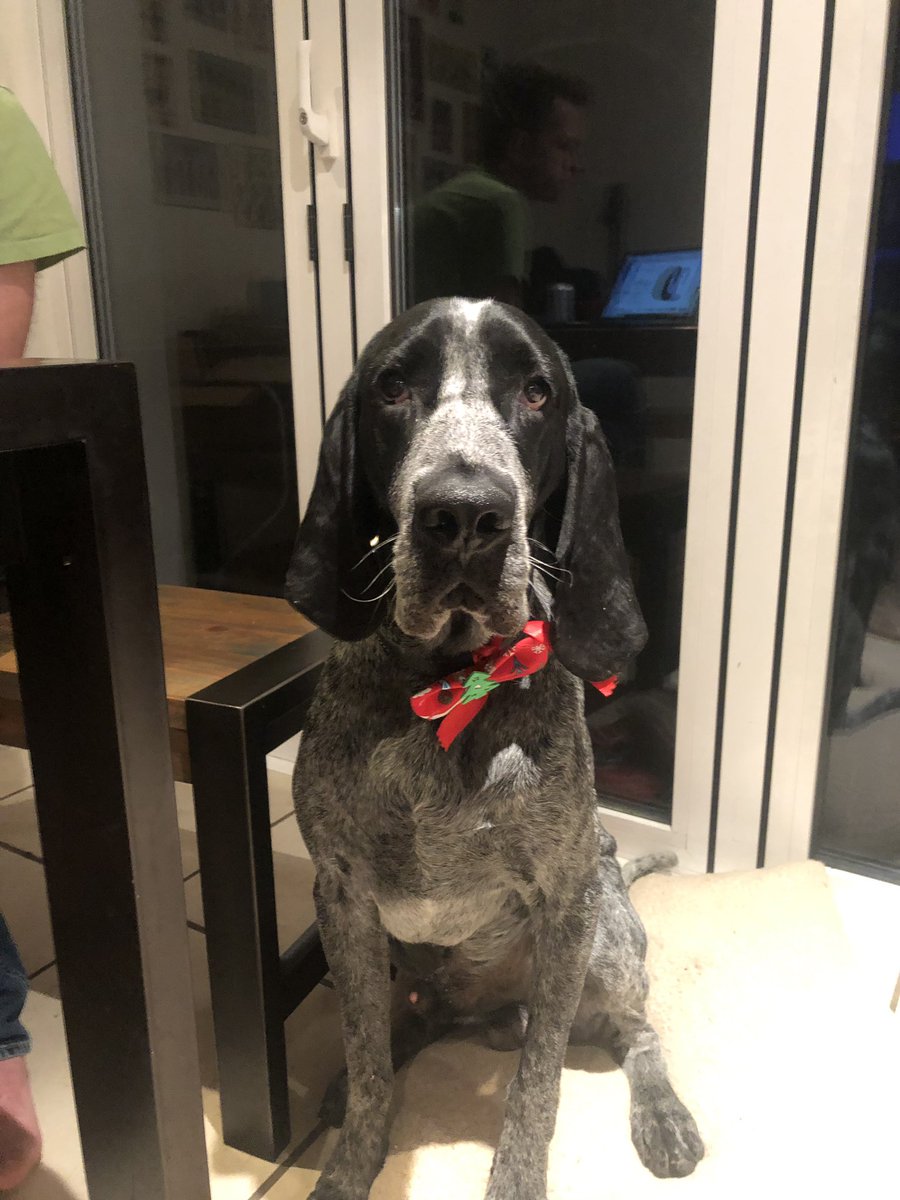 BeauDoggyDays's tweet photo. Mummy has been put something weird on my collar and said it’s Christmassy. Personally I just think it’s stupid and so I scratched it off. That’ll teach her #BeauPuppy #AdolescentDogs #Christmas #ChristmasDog #DogsOfTwitter #DogLovers #GunDog #Pointer https://t.co/XLinh8Y9JT