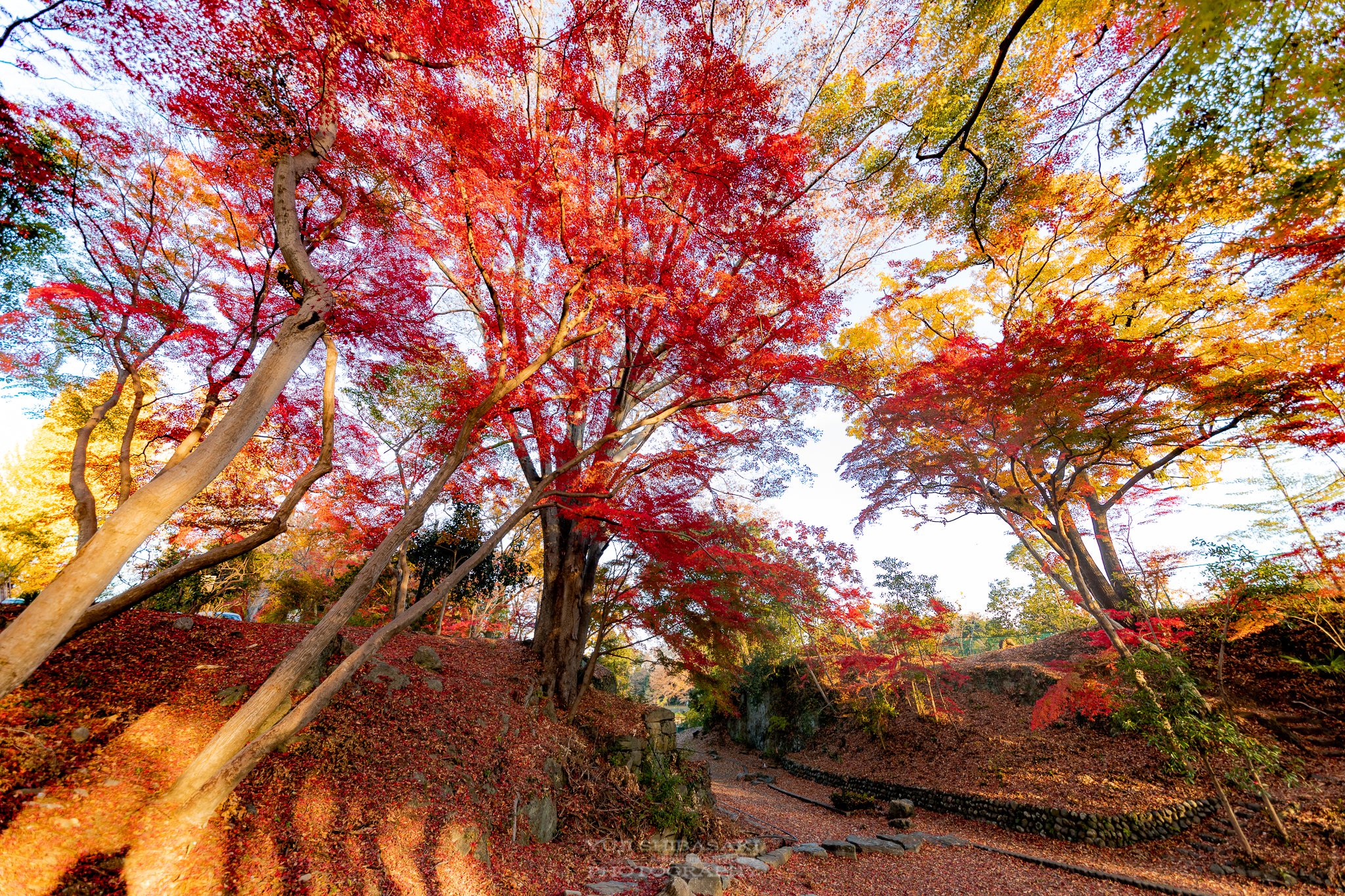 Yuji Shibasaki@Photo on X: Yuji Shibasaki@Photo on X: