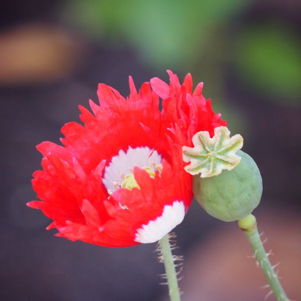 #poppy #flower and #seedpod in my front #garden
#summer #beauty #australia #eltham #red #greenThumb #IloveMyGarden #IgrewThis