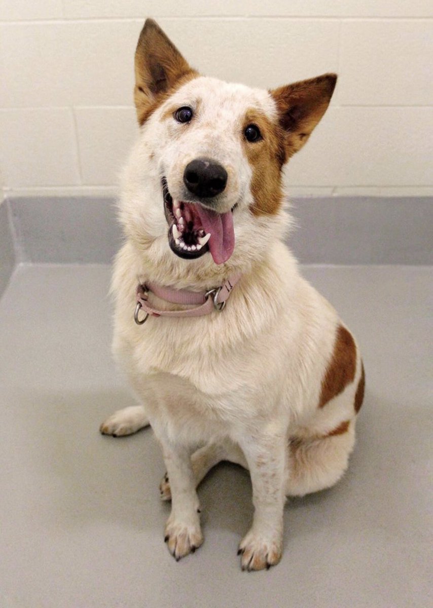 ToledoHumaneSociety tweet media