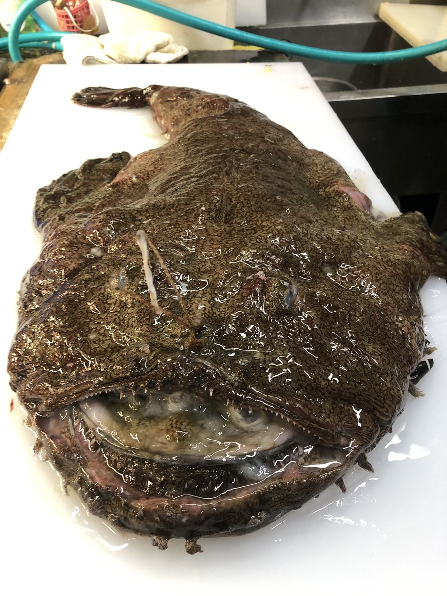築地 斉藤水産 アンコウの季節がやってきました 寒いこれからの時期にアンコウ鍋はいかがですか