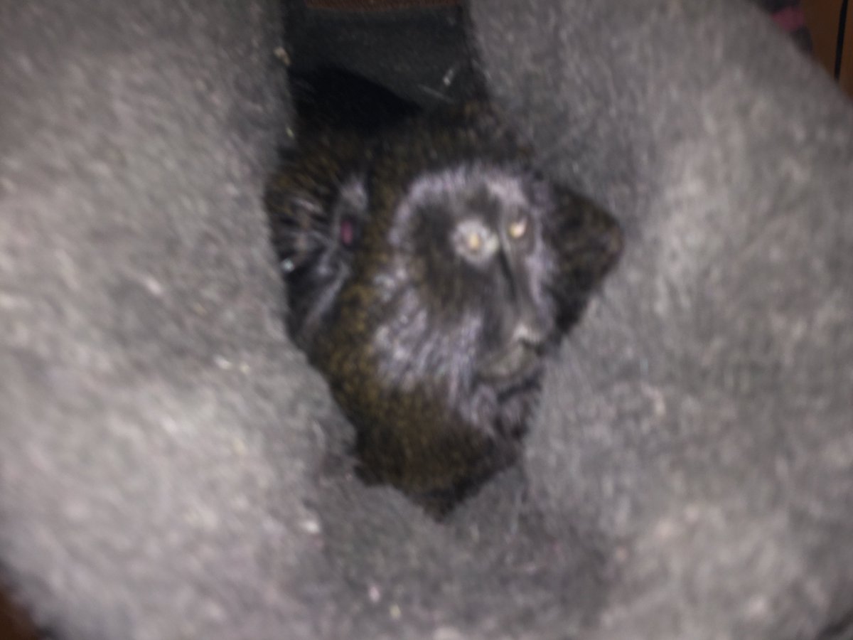 SquareWheels30's tweet photo. @GMSarli Here's her little nose sticking out of her pouch! https://t.co/hp6kiosYSi