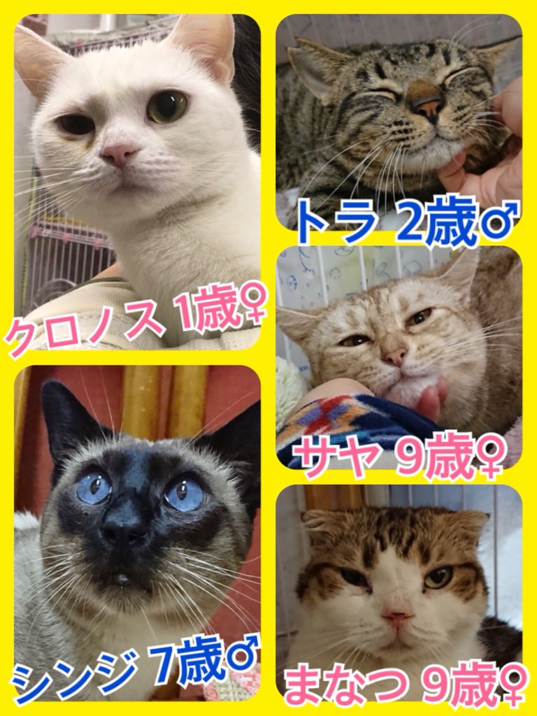 Hogokencafe_ten's tweet photo. 🐾保護犬カフェ☕️だけど保護猫達🐱の里親様も大募集中🐾天神橋カフェ☕️ではワンフロアワンドリンク🍹で犬🐶と猫🐱の両方とふれ合えます🐾猫部屋🐱は別室になっているのでスタッフに気軽にお声かけくださいね❤️里親希望者様はマンツーマンで面会も出来ますよ✨可愛い5匹の保護猫達🐱🐱に会いに来てね❤️ https://t.co/sRymEABShB