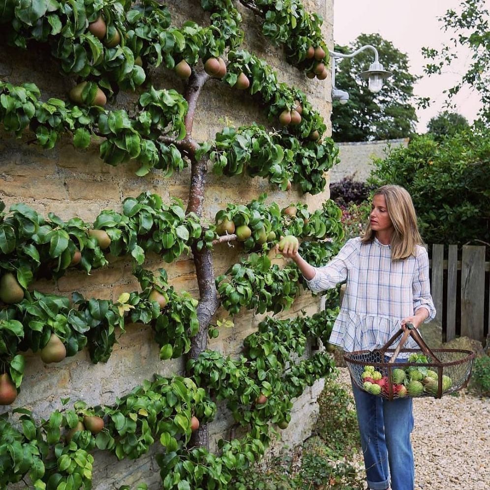 torieandhoward's tweet photo. This #pear tree is amazing!!!! 😮
.
.
Credit IG amandacbrooks
.
.
#pearlovers #pearappreciationmonth #candybreak #nationalpearmonth https://t.co/opDHerT9PF