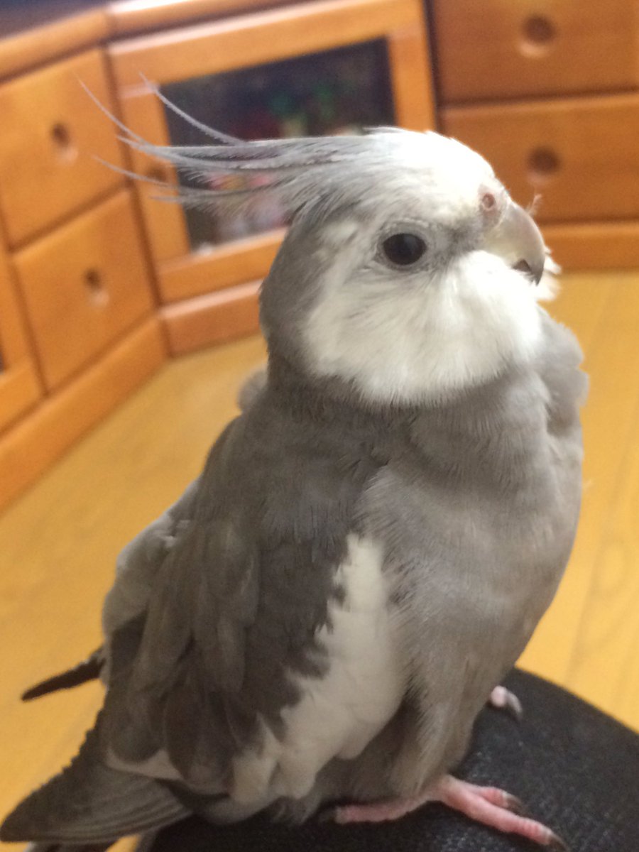 Yuri على تويتر 愛知県北名古屋市で迷子になった雄のオカメインコを探しています 顔か白く体は灰色 自分の名前を話します チョコボのテーマ唄います 些細な情報でもお持ちでしたらdmお願いします 拡散rt希望 オカメインコ ホワイトフェイス 迷子インコ