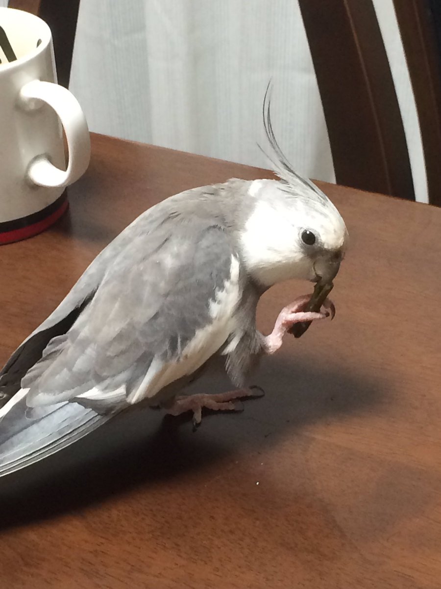 Yuri على تويتر 愛知県北名古屋市で迷子になった雄のオカメインコを探しています 顔か白く体は灰色 自分の名前を話します チョコボのテーマ唄います 些細な情報でもお持ちでしたらdmお願いします 拡散rt希望 オカメインコ ホワイトフェイス 迷子インコ