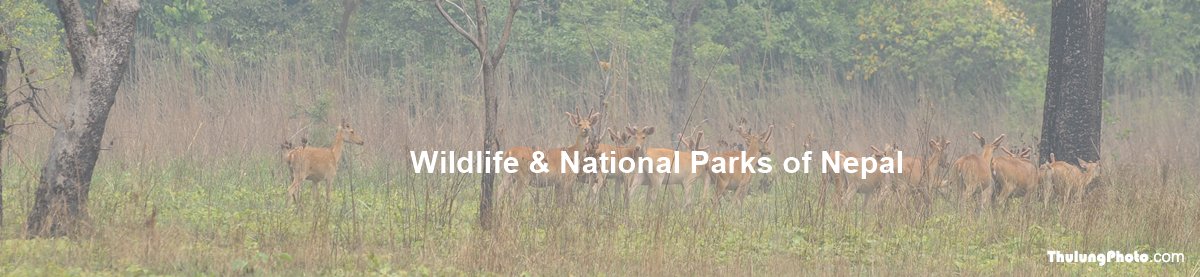 Widlife and National Parks