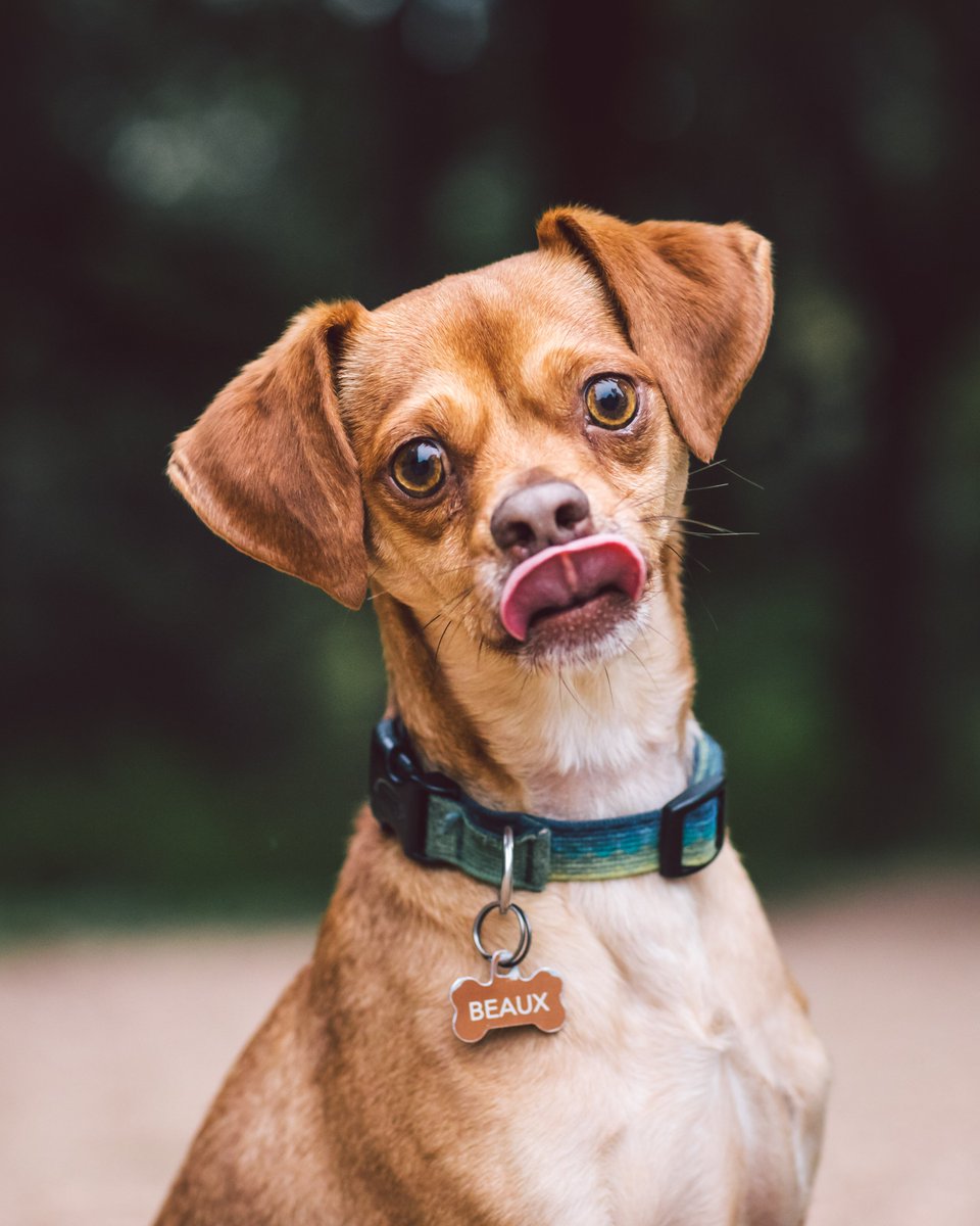Zilker Bark On Twitter Beaux The 5yr Old Chihuahua Beagle Pug
