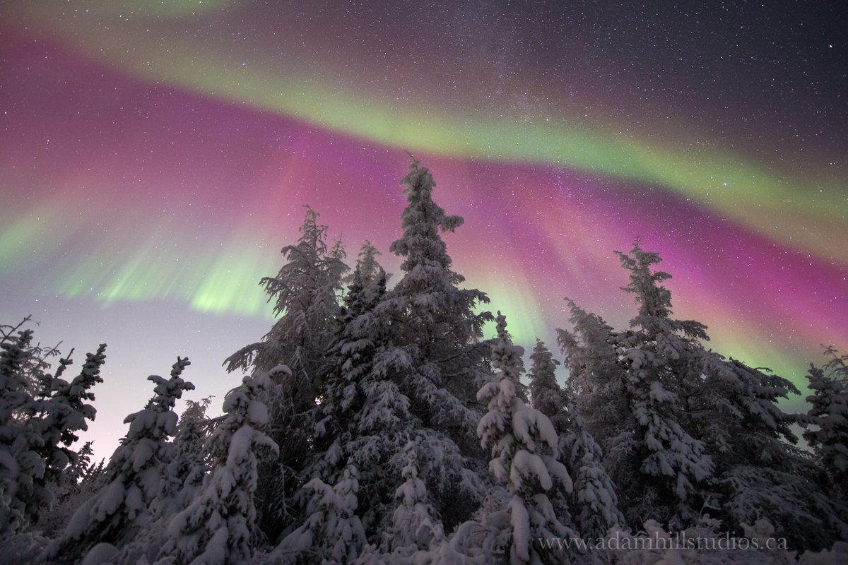 A winter's night in the boreal forest. #aurora #Canada #NorthernLights