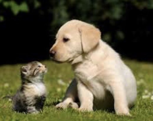 Entre tantos proyectos de ley tan importantes que presentan nuestros representantes políticos, podrían presentar una ley de subsidios y contención para todas aquellas personas que tienen refugios para mascotas! 👍🏻   ayudemos a quienes ayudan!❤️❤️