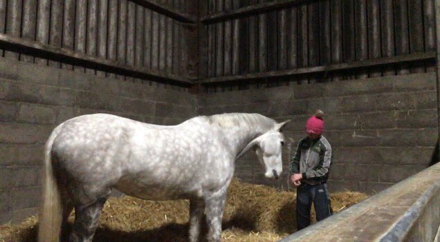 LizzieBlamire's tweet photo. Mamiegrey #poweredbypure #purefeed @PureFeed #hollybushfarm #cumbria https://t.co/124nxQx0WP