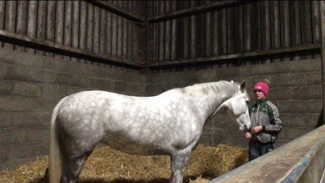 LizzieBlamire's tweet photo. Mamiegrey #poweredbypure #purefeed @PureFeed #hollybushfarm #cumbria https://t.co/124nxQx0WP