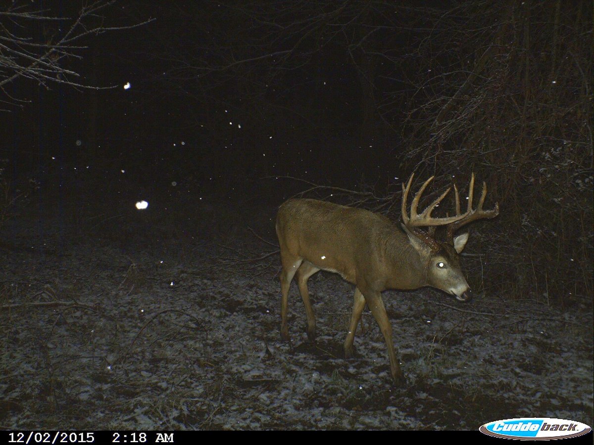 CuddebackTweets's tweet photo. Always enjoy seeing a December brute! #CuddeThrowBack #TBT https://t.co/bGULXuTV1G