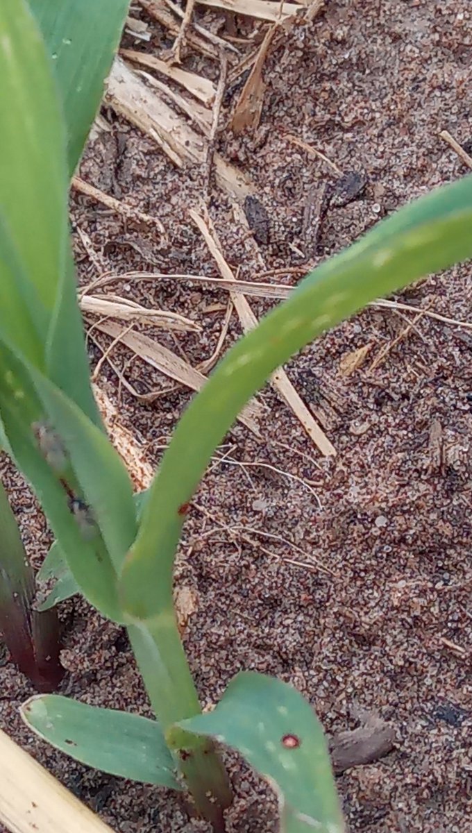 Guillermo RIVETTI tweet media