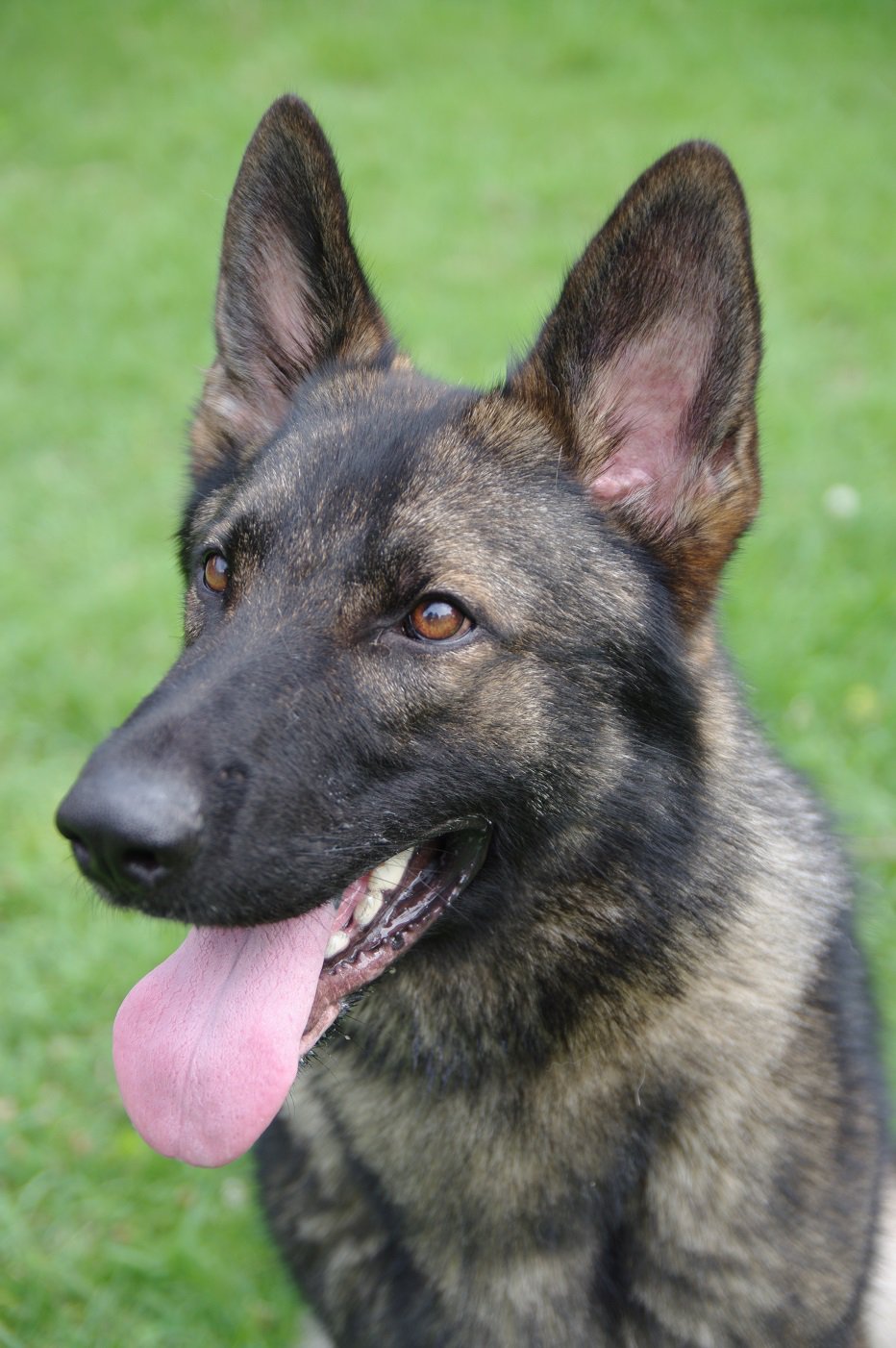 警視庁広報課 警視庁警察犬 クラウン号 オス 6歳 ジャーマンシェパード 埼玉県ふじみ野市生まれの負けず嫌いな性格で ビーフ缶が大好き 同じ訓練所の先輩 イルミナ号と仲良しなんです 足跡の臭いを追いかけることが得意 じっとしていることが苦手 警視庁広報課 警視庁警察犬 クラウン号 オス 6歳 ジャーマンシェパード 埼玉県ふじみ野市生まれの負けず嫌いな性格で ビーフ缶が大好き 同じ訓練所の先輩 イルミナ号と仲良しなんです 足跡の臭いを追いかけることが得意 じっとしていることが苦手