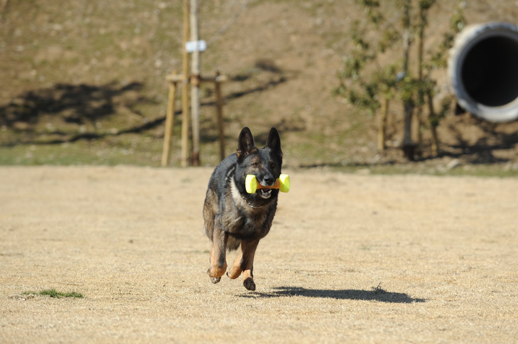 警視庁広報課 警視庁警察犬 クラウン号 オス 6歳 ジャーマンシェパード 埼玉県ふじみ野市生まれの負けず嫌いな性格で ビーフ缶が大好き 同じ訓練所の先輩 イルミナ号と仲良しなんです 足跡の臭いを追いかけることが得意 じっとし 警視庁広報課 警視庁警察犬 クラウン号 オス 6歳 ジャーマンシェパード 埼玉県ふじみ野市生まれの負けず嫌いな性格で ビーフ缶が大好き 同じ訓練所の先輩 イルミナ号と仲良しなんです 足跡の臭いを追いかけることが得意 じっとし