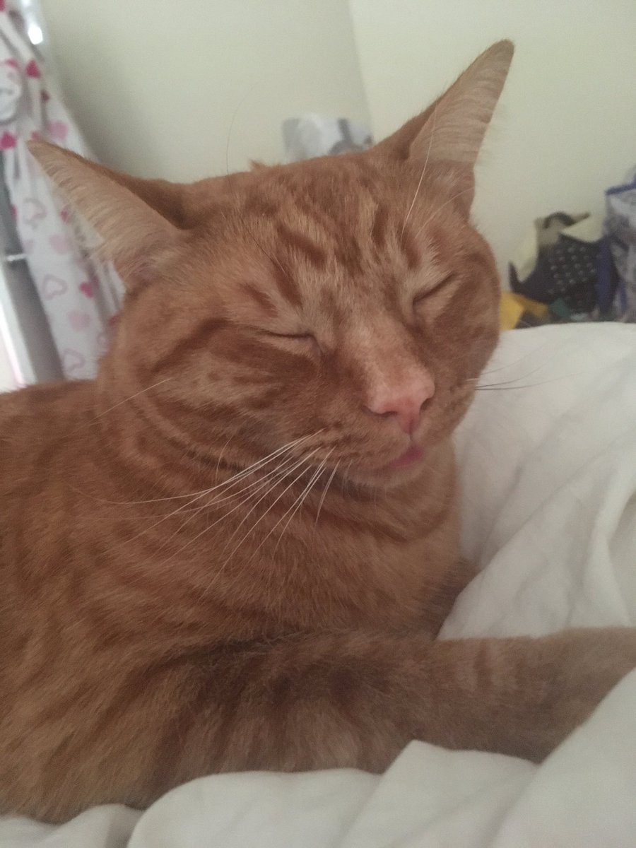 barrtram's tweet photo. What a better way to relax after a two show day and press night for #ReturnToElmHouse @battersea_arts then getting home to a cuppa tea, master chef and a cheeky cuddle with this guy #princethecat 👑#actor #pressnight #mastercheftheprofessionals https://t.co/MFThGtw2cq