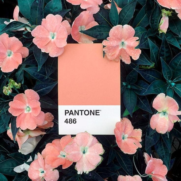 PntcyG's tweet photo. คือใครที่ชอบรูปอะไรแบบนี้คือไปโหลดเลย รูปสวยมากกกก คือชอบเลย #Pinterest #แอพดีบอกต่อ #วอลเปเปอร์ #วอลโฟน #วอลเปเปอร์มือถือ #วอลเปเปอร์ไอโฟน #วอลเปเปอร์สวยๆ https://t.co/ihRBwNNUYF