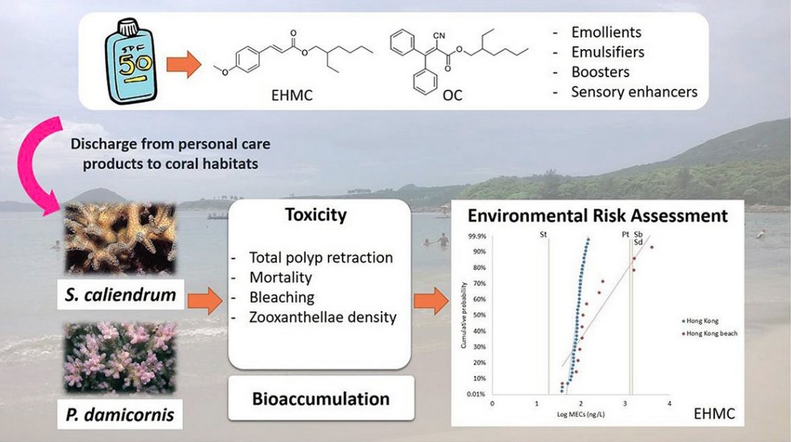 KariKenner's tweet image. Here&apos;s another report confirming toxins (this time #octinoxate and #octocrylene)  in common sunscreens are harming #coralreefs. Y&apos;all, read your sunscreen ingredients -- don&apos;t put these chemicals on/in your body. buff.ly/2Pwq60d