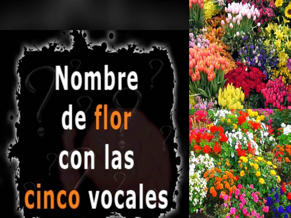 Nombre de flor con las cinco vocales. - Charada e Resposta - Racha Cuca