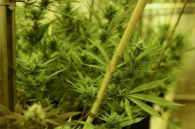 Bill seeks to release prisoners with marijuana convictions buff.ly/2AZSJZu <a href="/MLive/">MLive</a>

A group of Democratic lawmakers in Michigan have introduced a bill that seeks to release prisoners convicted of certain types of marijuana crimes.