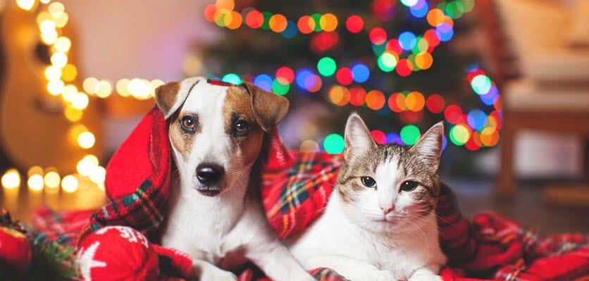 AustVetAssoc's tweet photo. Our top tips for keeping your pets safe this Christmas 🎄 season so you can enjoy the holidays with your furry friend! 🐾  | https://t.co/N2y5aMTIjn https://t.co/2NG4sM1WGJ