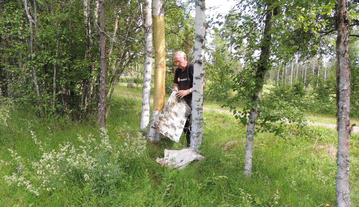 To harvest birch bark all you need is a knife and a bit of patience. In early summer you cut and then peel it. No need to cut all around it either, a simple slice is good enough. If you do it well the tree is unharmed and will keep producing bark for years to come.