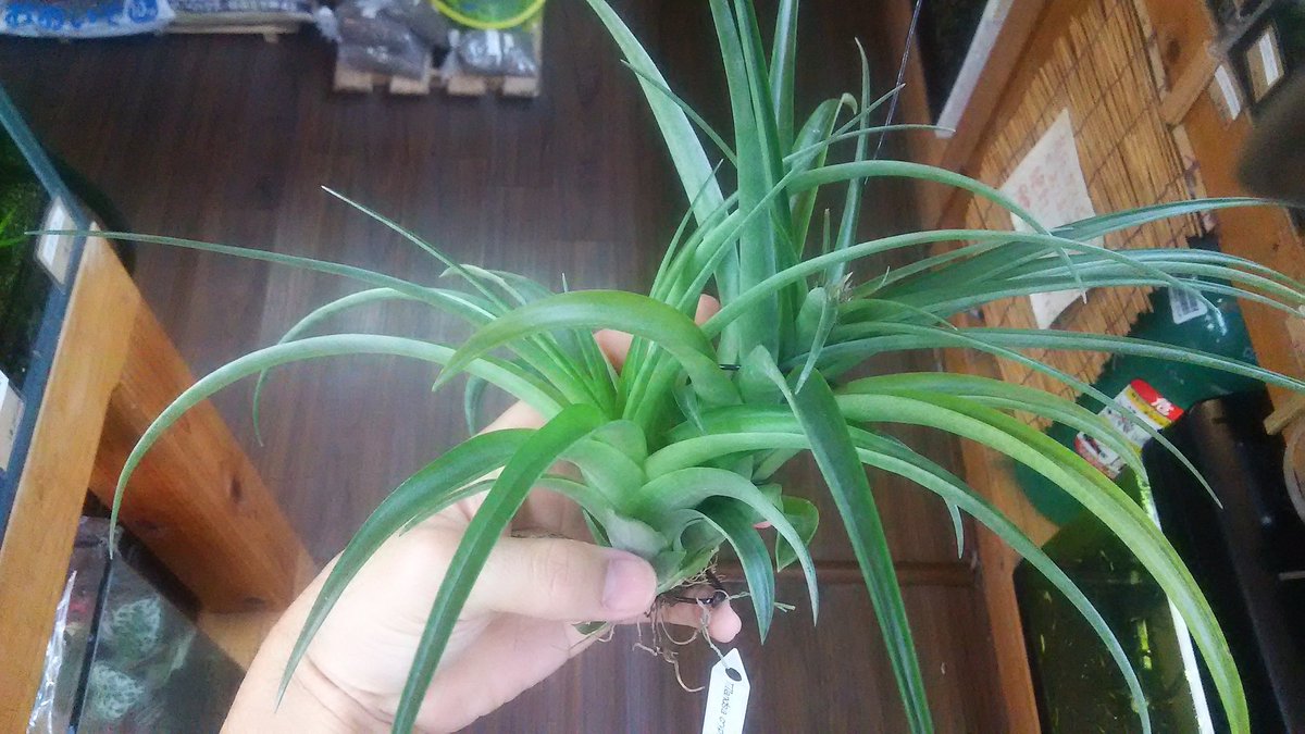 kandahayato's tweet photo. 【今ある株逃さない方がいい特集(当店基準)】

Tillandsia cryptantha 4980円

#チランジア #ティランジア #エアープランツ  #tillandsia #cryptantha https://t.co/a7xhnwnWQo
