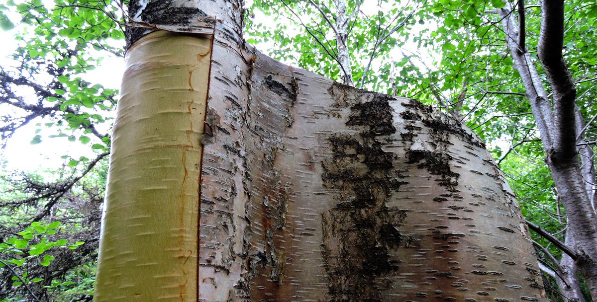 Cut too deep however and you risk hurting the tree and killing it. Many forestry managers are happy to be rid of birch trees though, but you'll need to check with the owner first!