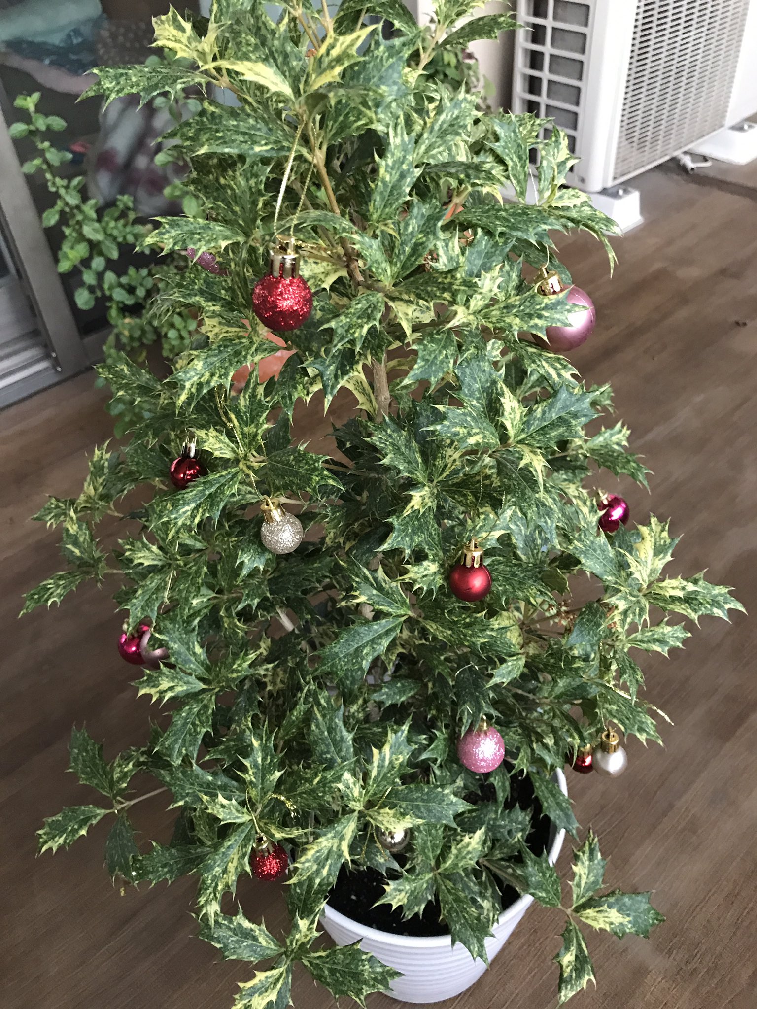 Paniponi X 我が家のクリスマスツリー 柊の鉢植えでやってみました Paniponi X 我が家のクリスマスツリー 柊の鉢植えでやってみました