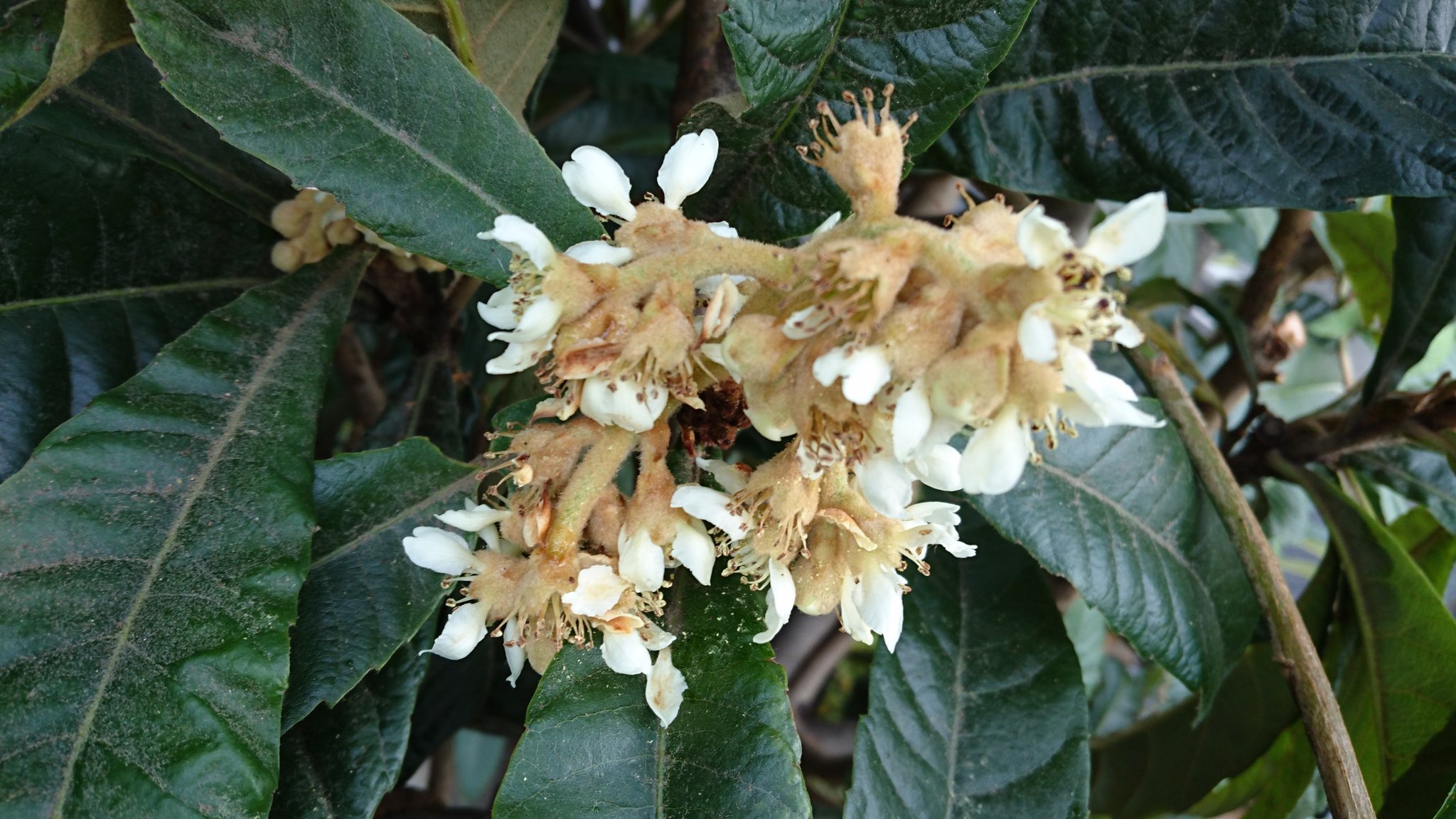草玉庭 庭盆栽 今日の花 枇杷 吉祥寺より Loquat T Co Yp12ng7khf Twitter