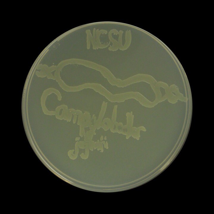 MicroClubNCSU's tweet photo. On the sixth day of #12daysofagarart Mariska Thayagan gave us a cool Campylobacter jejuni portrait! #Agarart #luxagarart #ncstate #microclub https://t.co/Ffd3kKmBbe